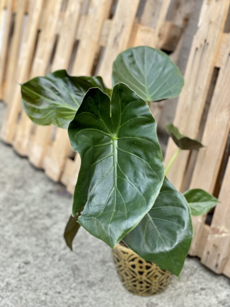 Zdjęcie rośliny Alocasia Regal Shields, ujęcie 1