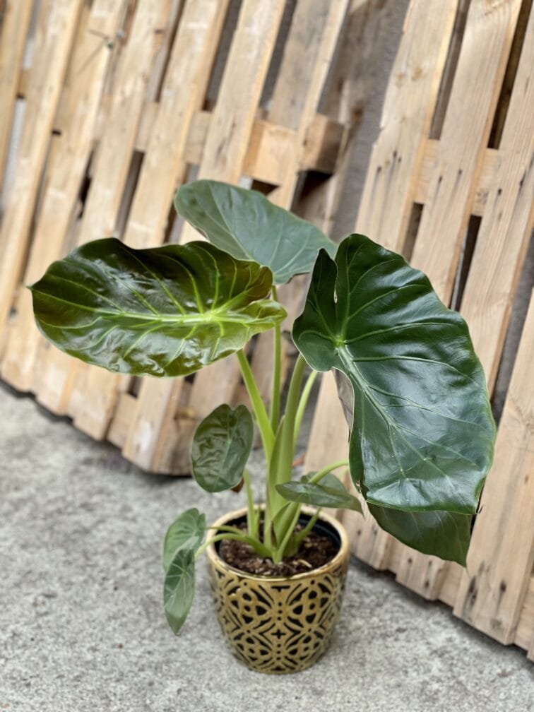Zdjęcie rośliny Alocasia Regal Shields, ujęcie 2