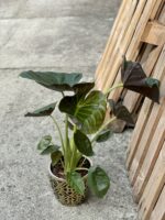 Zdjęcie rośliny Alocasia Regal Shields, ujęcie 3