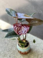 Zdjęcie rośliny Anthurium Diamond Black Love, ujęcie 1