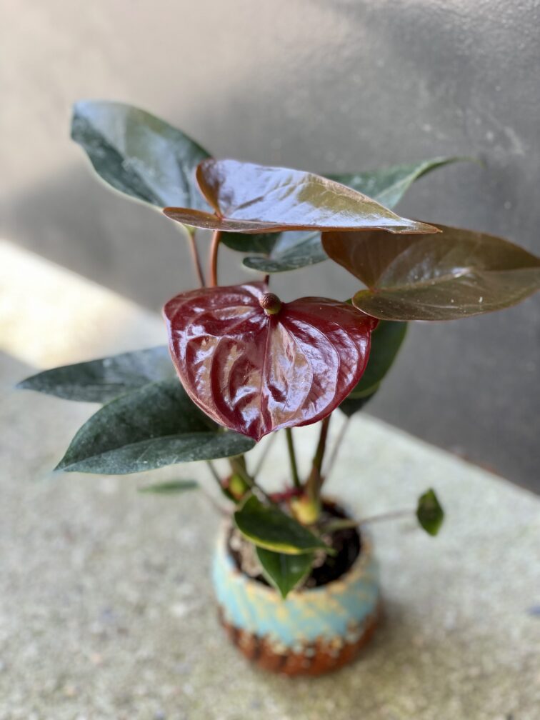 anthurium-diamond-black-love_6x25-1_1628929872.jpg Zdjęcie rośliny Anthurium Diamond Black Love, ujęcie 1