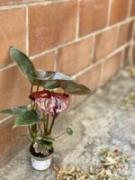 Zdjęcie rośliny Anthurium Diamond Black Love, ujęcie 2