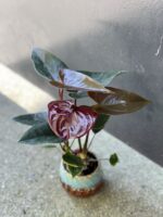 Zdjęcie rośliny Anthurium Diamond Black Love, ujęcie 3