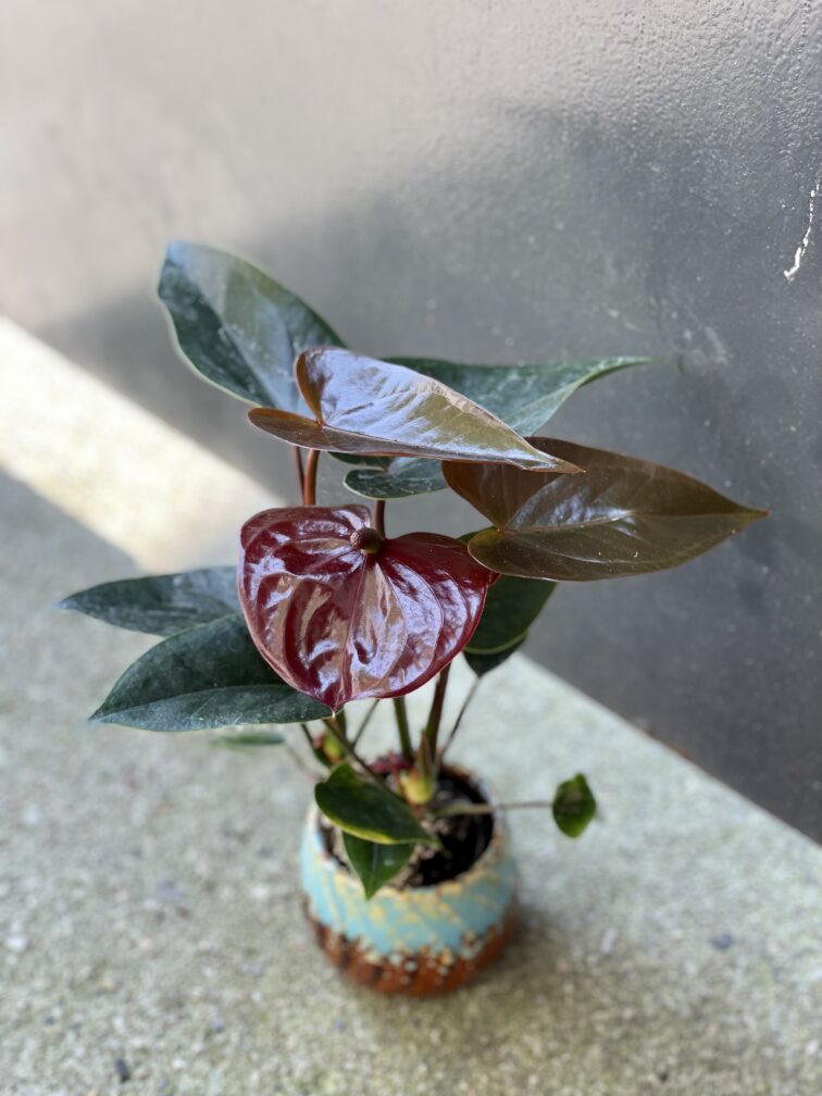 Zdjęcie rośliny Anthurium Diamond Black Love, ujęcie 3