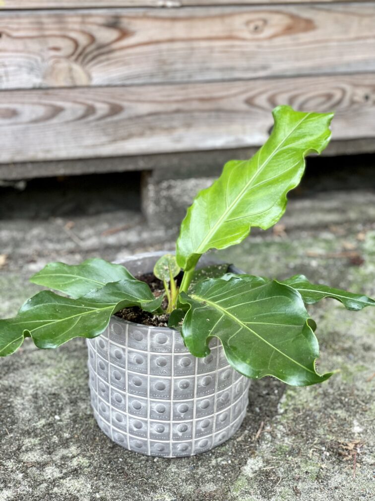 Zdjęcie rośliny Anthurium plowmanii, ujęcie 3