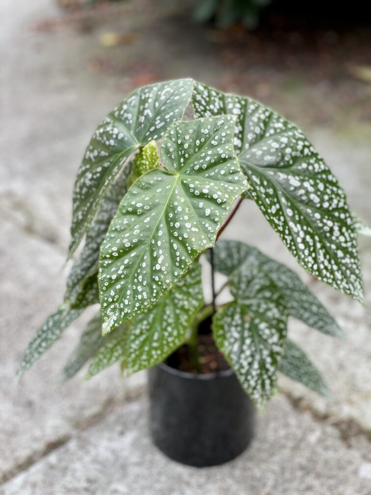 begonia-albopicta_12x45-1_1628331517.jpg Zdjęcie rośliny Begonia albopicta, ujęcie 1