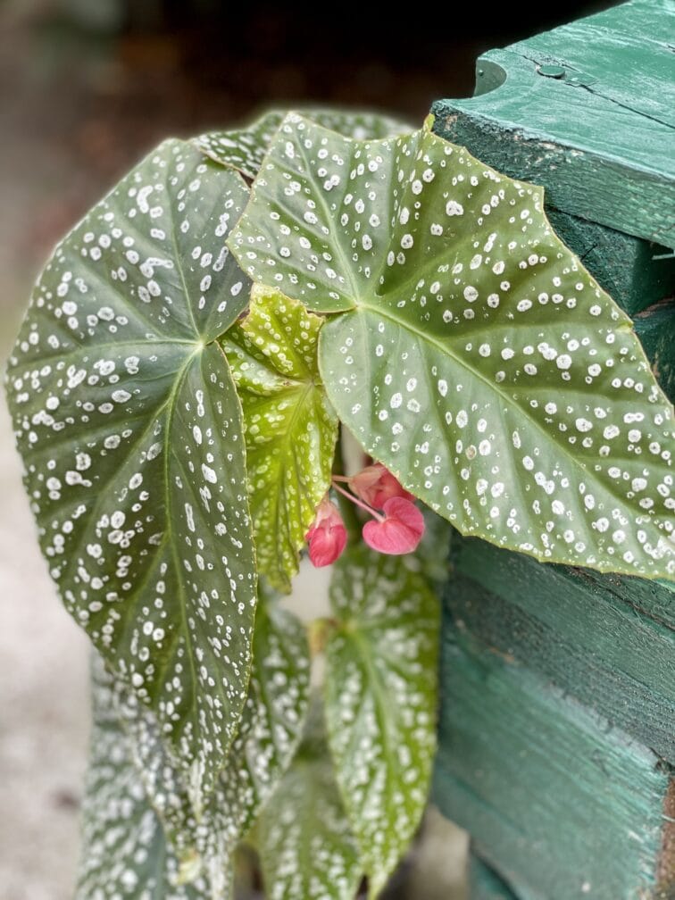 Zdjęcie rośliny Begonia albopicta, ujęcie 2