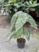 Zdjęcie rośliny Begonia albopicta, ujęcie 3