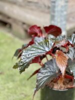 Zdjęcie rośliny Begonia Black Magic, ujęcie 2