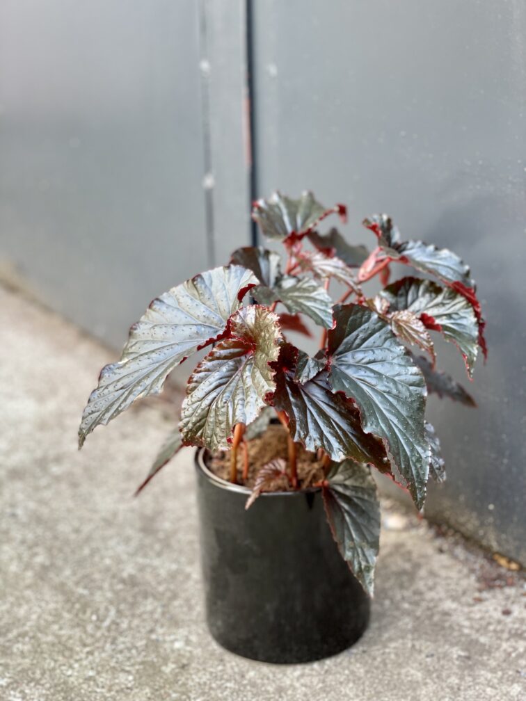 Zdjęcie rośliny Begonia Black Magic, ujęcie 3
