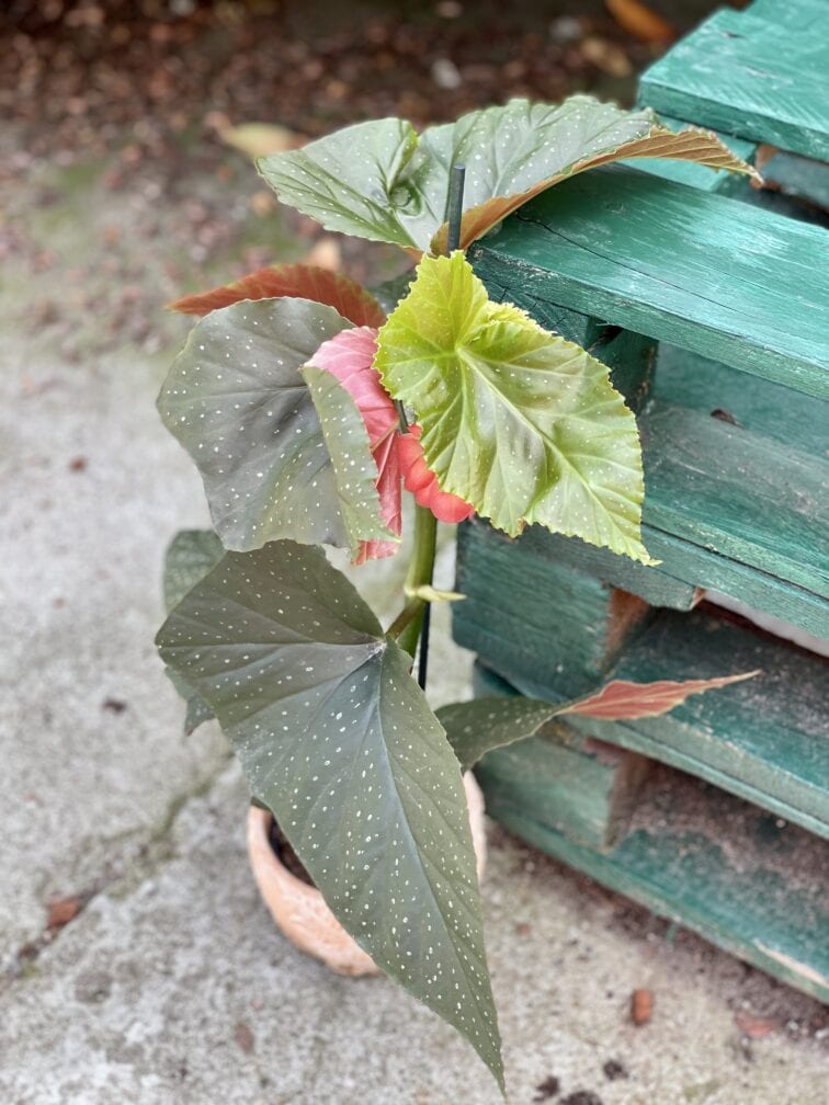 Zdjęcie rośliny Begonia corallina de lucerna, ujęcie 1
