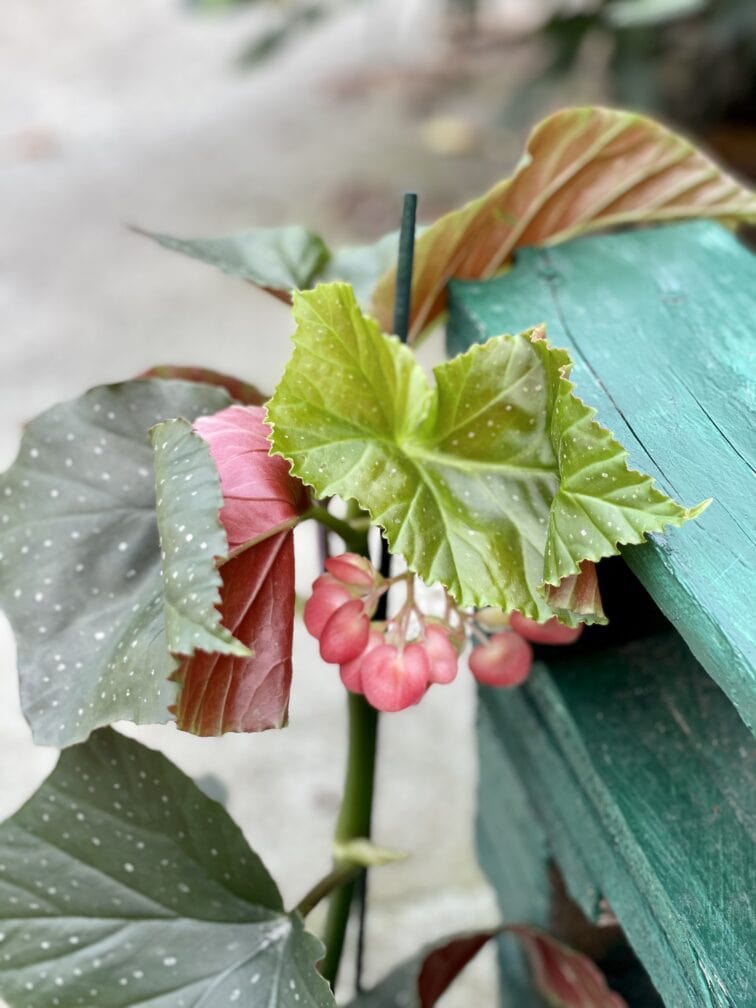 Zdjęcie rośliny Begonia corallina de lucerna, ujęcie 2