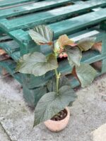 Zdjęcie rośliny Begonia corallina de lucerna, ujęcie 3