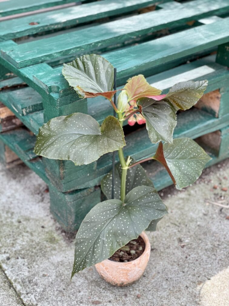 Zdjęcie rośliny Begonia corallina de lucerna, ujęcie 3