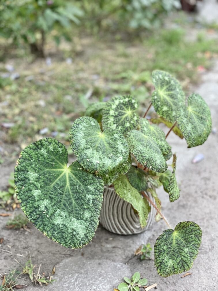Zdjęcie rośliny Begonia rex Sizemoreae, ujęcie 1
