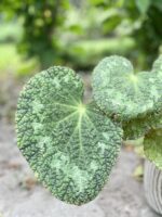 Zdjęcie rośliny Begonia rex Sizemoreae, ujęcie 2