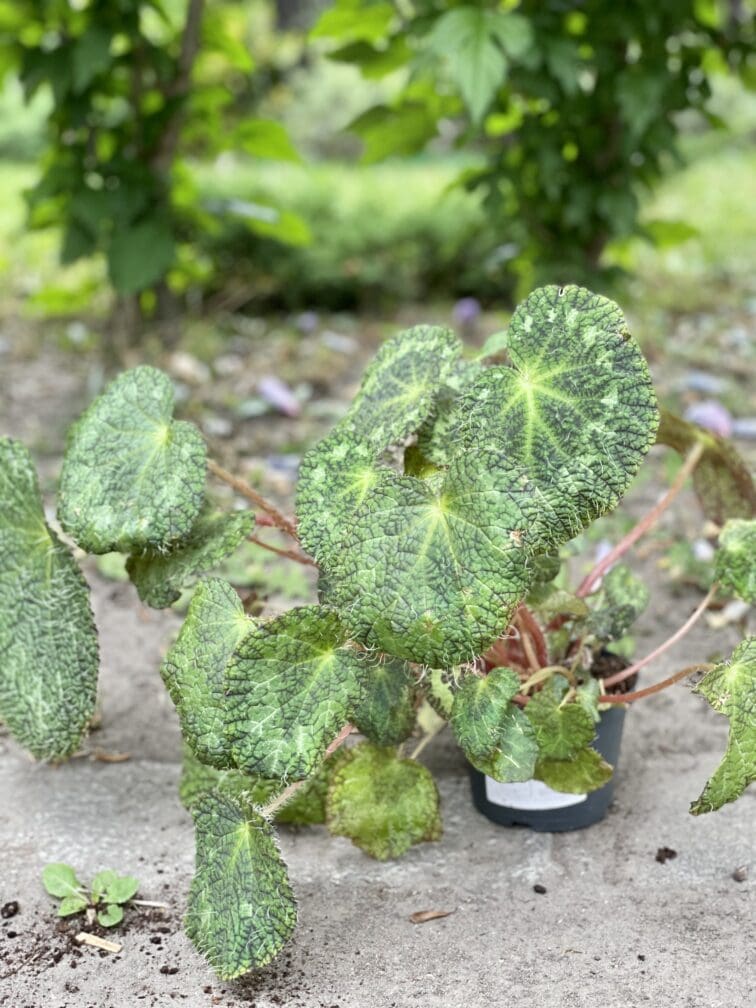 Zdjęcie rośliny Begonia rex Sizemoreae, ujęcie 3
