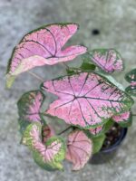 Zdjęcie rośliny Caladium Pink Splash, ujęcie 1