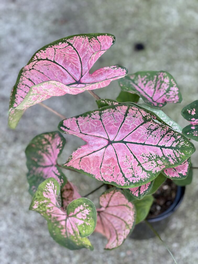 caladium-pink-splash_12x25-1_1629533672.jpg Zdjęcie rośliny Caladium Pink Splash, ujęcie 1