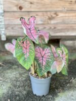 Zdjęcie rośliny Caladium Pink Splash, ujęcie 2