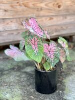 Zdjęcie rośliny Caladium Pink Splash, ujęcie 3