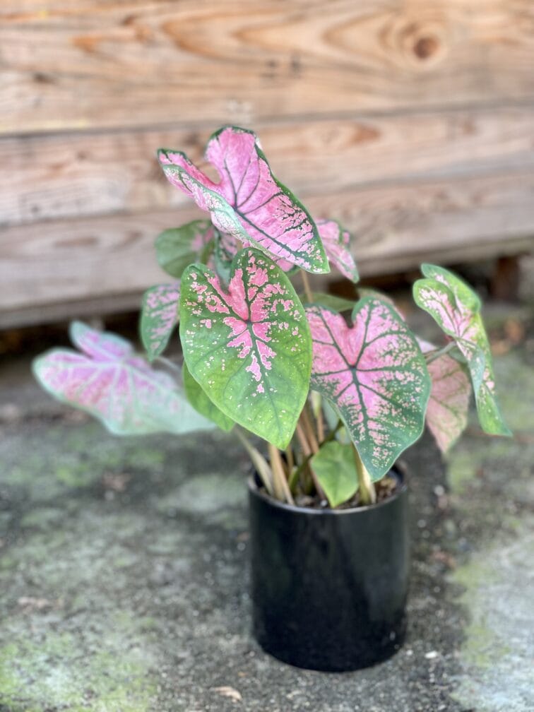 Zdjęcie rośliny Caladium Pink Splash, ujęcie 3