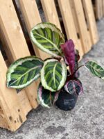 Zdjęcie rośliny Calathea Roseopicta Angela, ujęcie 1