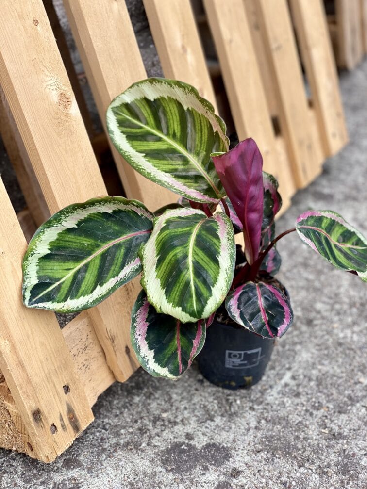 Zdjęcie rośliny Calathea Roseopicta Angela, ujęcie 1