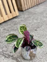 Zdjęcie rośliny Calathea Roseopicta Angela, ujęcie 2