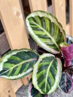 Zdjęcie rośliny Calathea Roseopicta Angela, ujęcie 3