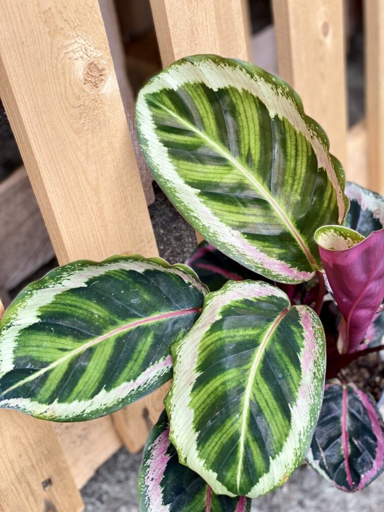 Zdjęcie rośliny Calathea Roseopicta Angela, ujęcie 3