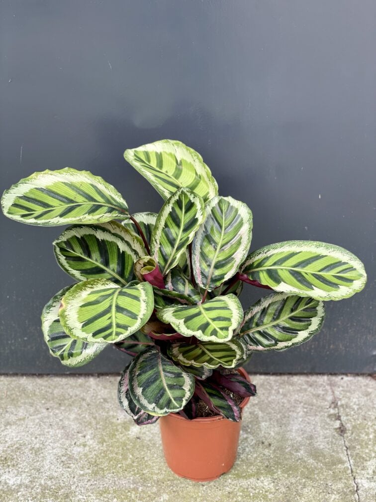 Zdjęcie rośliny Calathea Roseopicta Angela, ujęcie 1