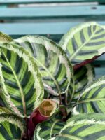 Zdjęcie rośliny Calathea Roseopicta Angela, ujęcie 2