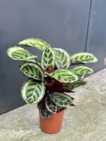 Zdjęcie rośliny Calathea Roseopicta Angela, ujęcie 3