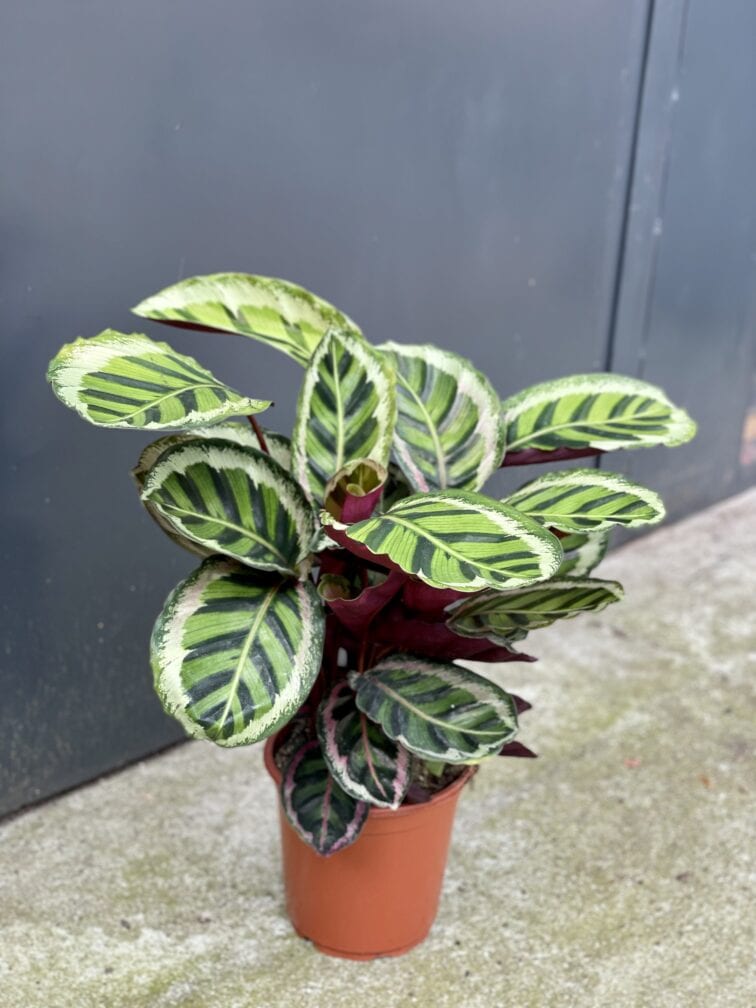 Zdjęcie rośliny Calathea Roseopicta Angela, ujęcie 3