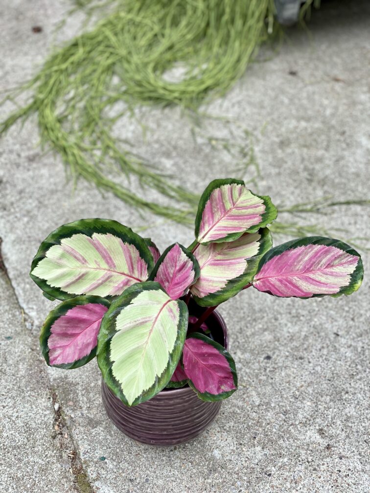 Zdjęcie rośliny Calathea roseopicta Silvia, ujęcie 1
