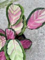 Zdjęcie rośliny Calathea roseopicta Silvia, ujęcie 2