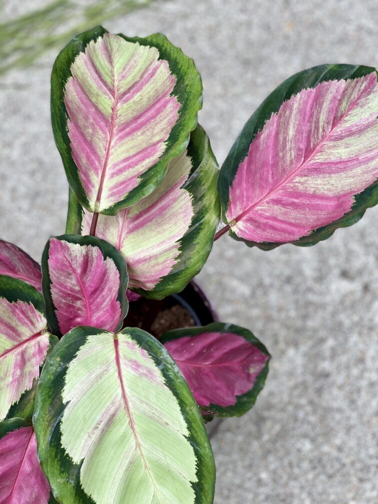 Zdjęcie rośliny Calathea roseopicta Silvia, ujęcie 2