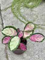 Zdjęcie rośliny Calathea roseopicta Silvia, ujęcie 3