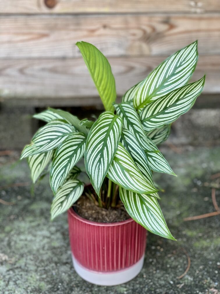 Zdjęcie rośliny Calathea Vittata, ujęcie 1