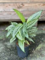 Zdjęcie rośliny Calathea Vittata, ujęcie 2