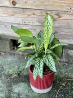 Zdjęcie rośliny Calathea Vittata, ujęcie 3