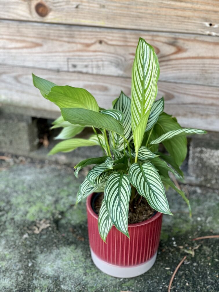 Zdjęcie rośliny Calathea Vittata, ujęcie 3