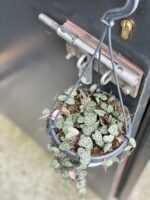 Zdjęcie rośliny Ceropegia woodii, ujęcie 1