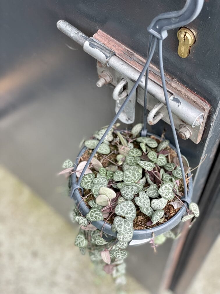 Zdjęcie rośliny Ceropegia woodii, ujęcie 1