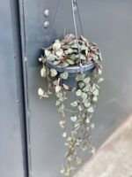Zdjęcie rośliny Ceropegia woodii, ujęcie 2