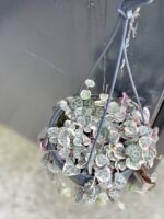 Zdjęcie rośliny Ceropegia woodii Marlies variegata, ujęcie 1