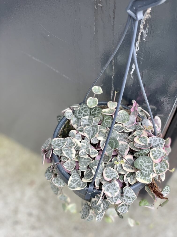 ceropegia-woodii-marlies-variegata_14x30-1_1630137242.jpg Zdjęcie rośliny Ceropegia woodii Marlies variegata, ujęcie 1