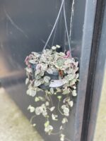 Zdjęcie rośliny Ceropegia woodii Marlies variegata, ujęcie 2