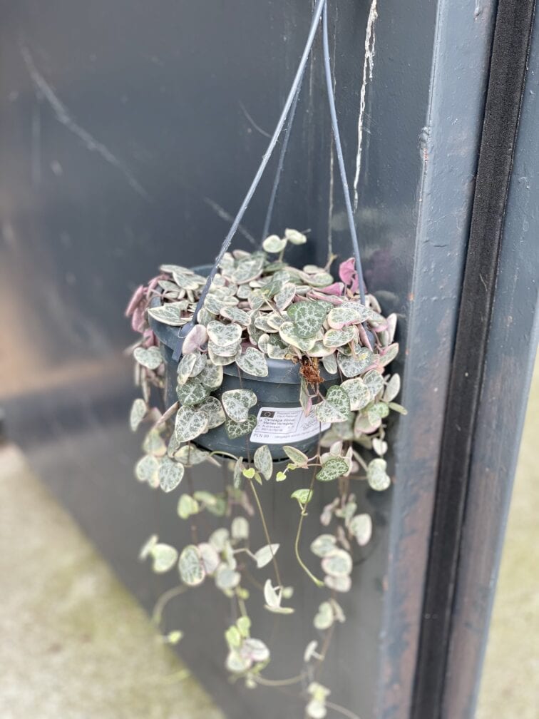 Zdjęcie rośliny Ceropegia woodii Marlies variegata, ujęcie 2